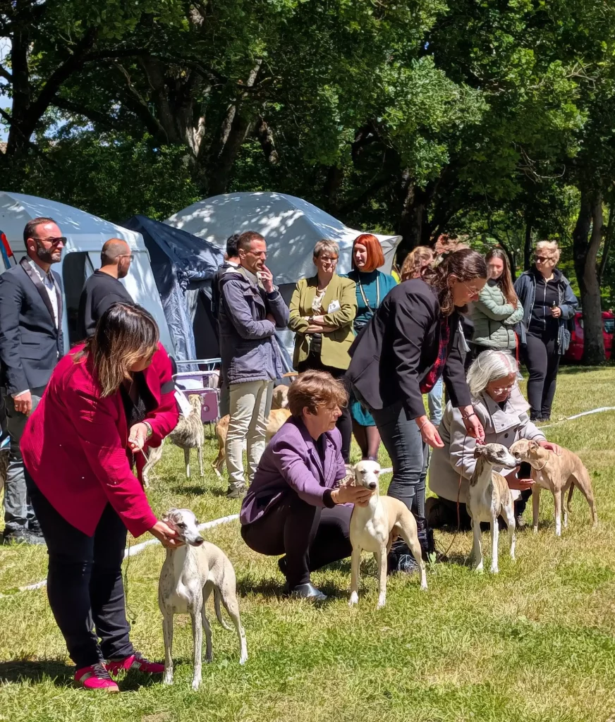 WD 2026 : présentation de Whippets sur le ring d’exposition avec participants et chiens en attente.