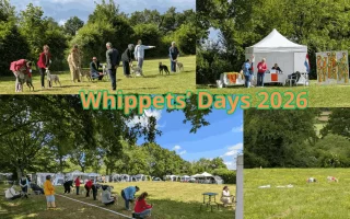 Whippets’ Days 2026 à Vieure avec Whippets en exposition canine, récompenses et épreuve de PVL en pleine nature.