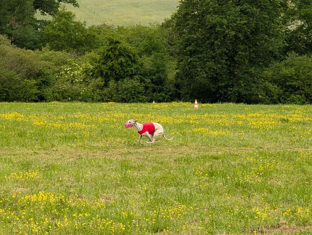 WD 2026 : Whippet en pleine course de PVL dans un champ à Vieure.