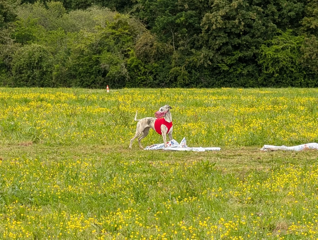 Un Whippet en dossard rouge sur le terrain de PVL lors des Whippets' Days 2026 à Vieure.