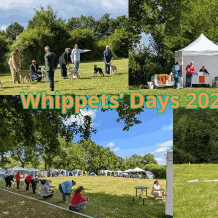 Whippets’ Days 2026 à Vieure avec Whippets en exposition canine, récompenses et épreuve de PVL en pleine nature.
