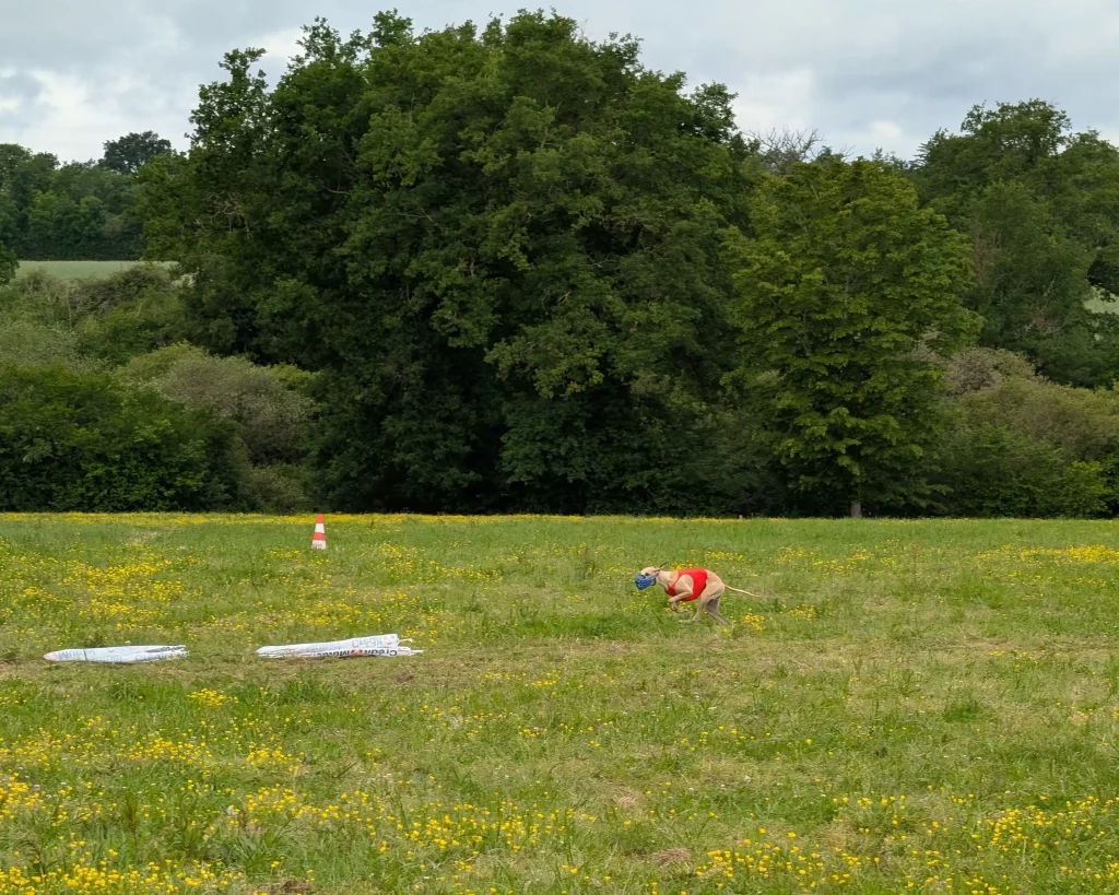 PVL des Whippets’ Days 2026 : un Whippet fauve en pleine course de PVL.