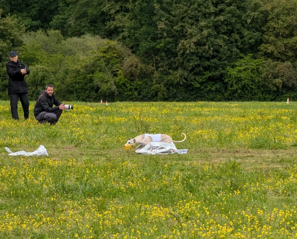 Whippets’ Days 2026 : Whippet en dossard blanc en course de PVL à Vieure.