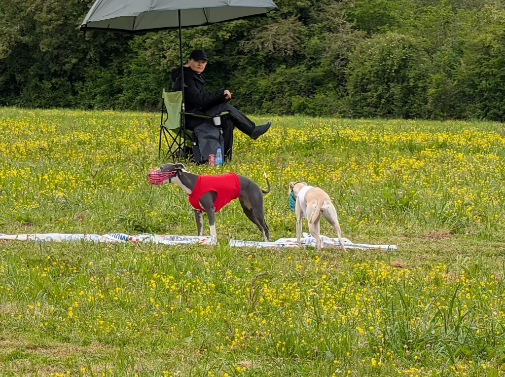 WD 2026 : deux Whippets sur le terrain de PVL à Vieure.