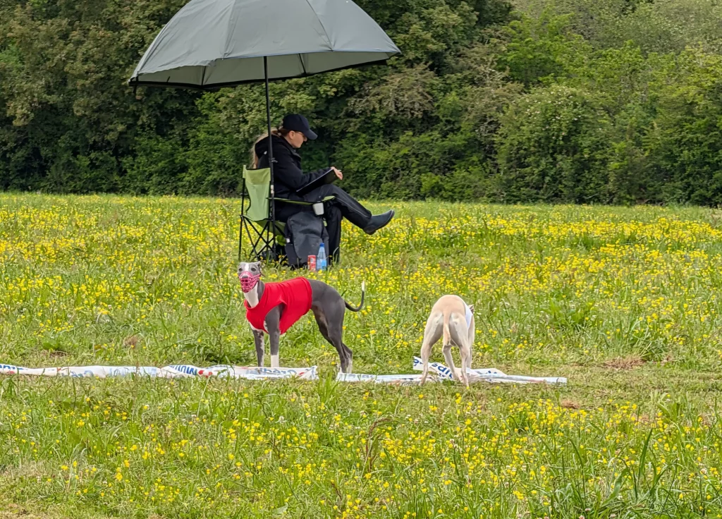 Deux Whippets en dossards rouge et blanc autour du leurre sur le terrain de PVL des WD 2026 à Vieure.