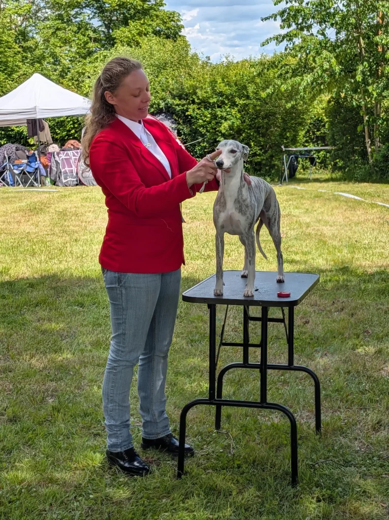 Une exposante présentant un Whippet sur table lors de la RE des WD 2026.
