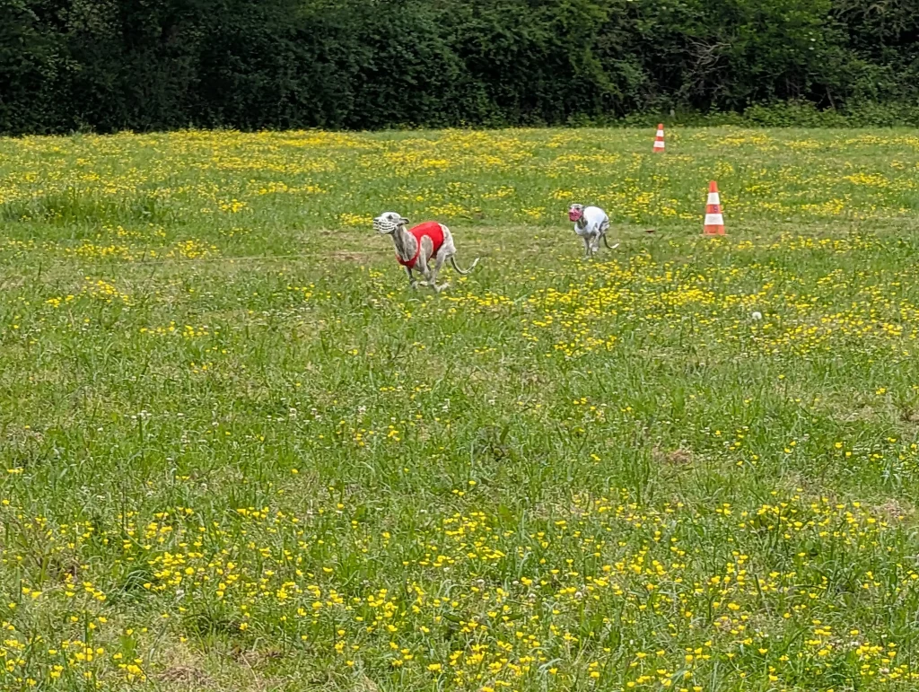 Whippets’ Days 2026 : deux Whippets en course de PVL à Vieure.