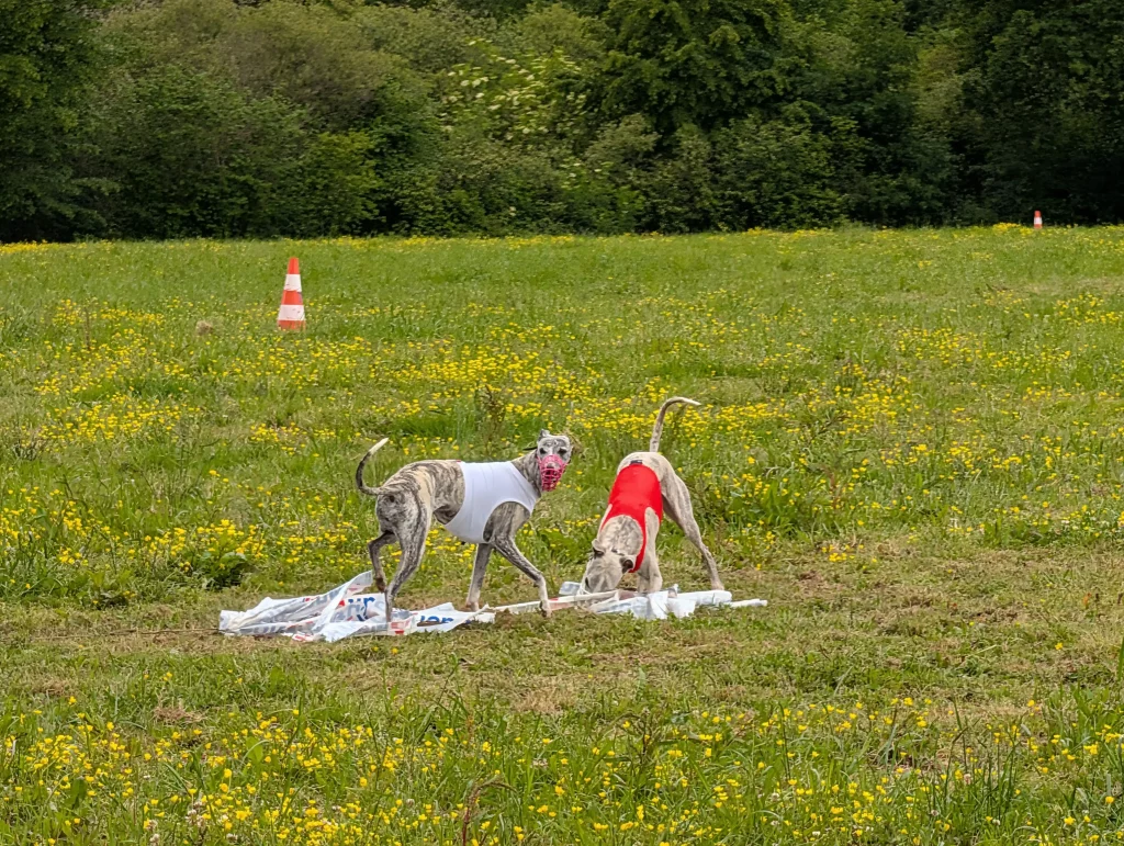 Whippets’ Days 2026 : deux Whippets en fin de course de PVL à Vieure, sur le leurre.