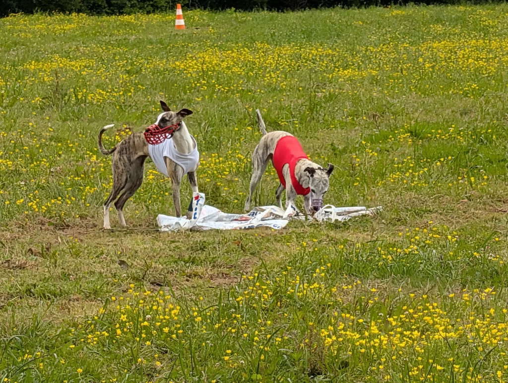 Whippets’ Days 2026 à Vieure : deux Whippets sur le leurre, à l’arrivée de la PVL.