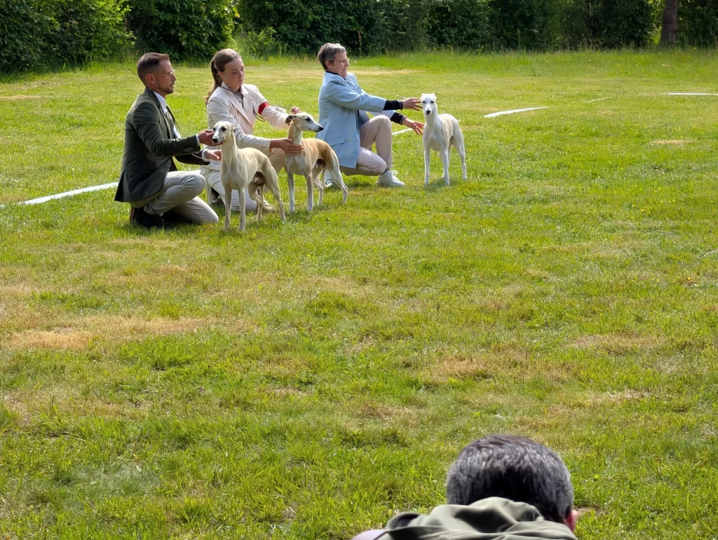 Présentation de lévriers sur le ring lors de la RE de Vieure 2026.