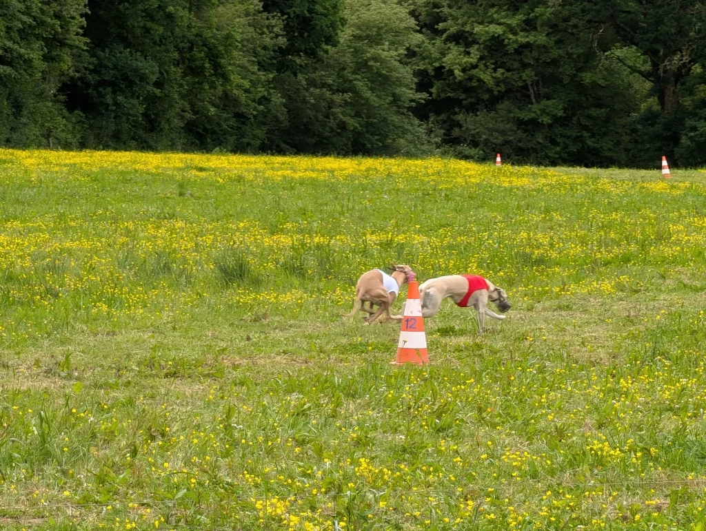 WD 2026 : deux Whippets en course de PVL sur le parcours à Vieure.