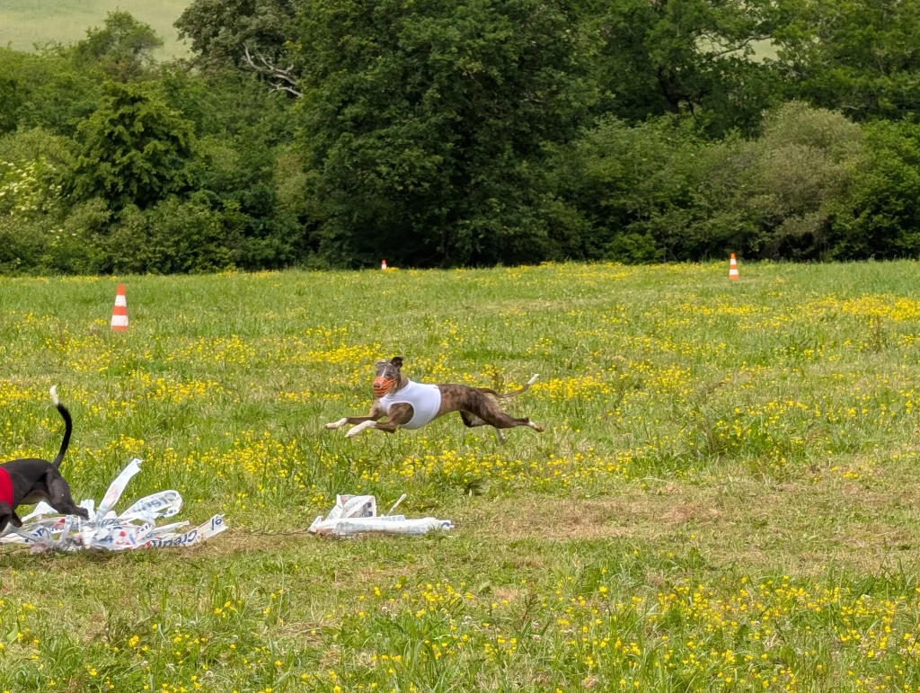Un Whippet bringé en course de PVL à Vieure pour les Whippets’ Days 2026.