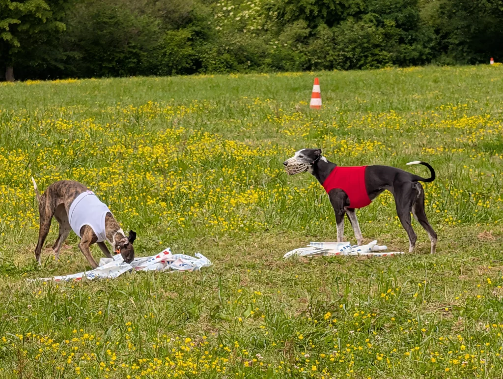 Whippets’ Days 2026 : deux Whippets après la course de PVL à Vieure.