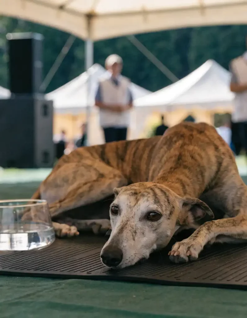 Un Whippet bringé au repos, à l'ombre, près d’une gamelle d’eau, sous une tente, évoquant le Championnat de Montluçon 2026.