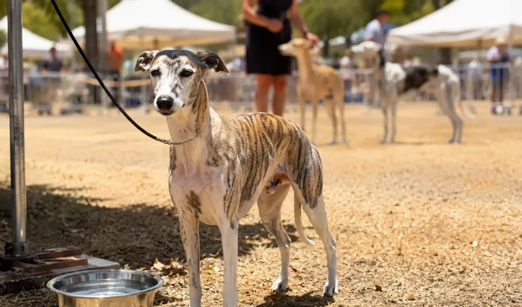 Illustration évoquant un Whippet bringé au Championnat de France 2026, debout au soleil près d’une gamelle d’eau en période de forte chaleur.