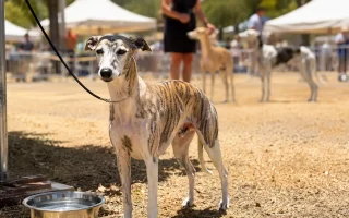 Illustration évoquant un Whippet bringé au Championnat de France 2026, debout au soleil près d’une gamelle d’eau en période de forte chaleur.