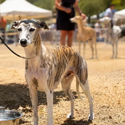 Illustration évoquant un Whippet bringé au Championnat de France 2026, debout au soleil près d’une gamelle d’eau en période de forte chaleur.