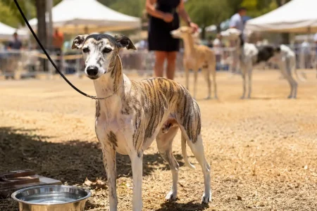 Illustration évoquant un Whippet bringé au Championnat de France 2026, debout au soleil près d’une gamelle d’eau en période de forte chaleur.