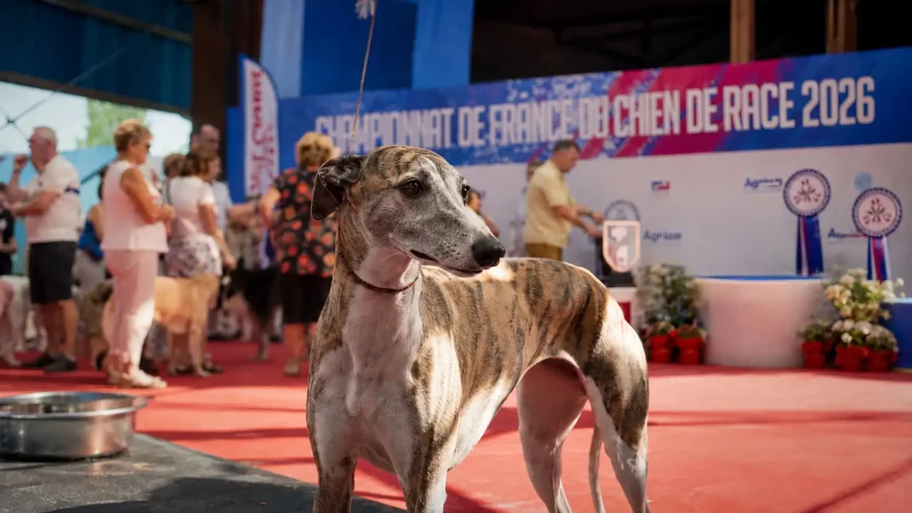 Un Whippet bringé au repos, à l'ombre, près d’une gamelle d’eau, sous une tente, évoquant le Championnat de Montluçon 2026.