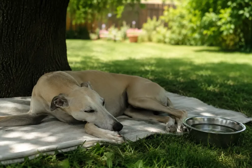 Un Whippet sable au repos à l’ombre pendant une journée chaude, avec une gamelle d’eau.