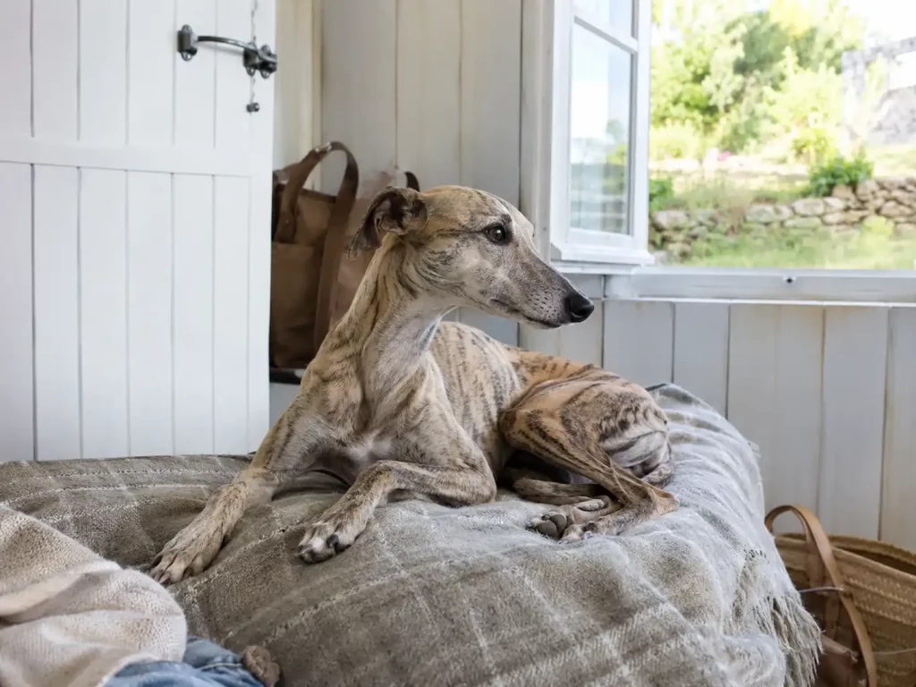 Un Whippet fauve bringé clair installé au calme dans une maison de vacances lumineuse.