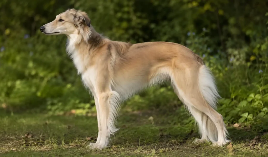 Un lévrier de soie à robe sable et blanche, souvent recherché comme Whippet croisé Barzoï, debout en extérieur.