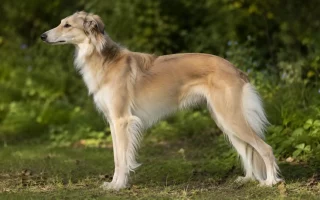 Un lévrier de soie à robe sable et blanche, souvent recherché comme Whippet croisé Barzoï, debout en extérieur.