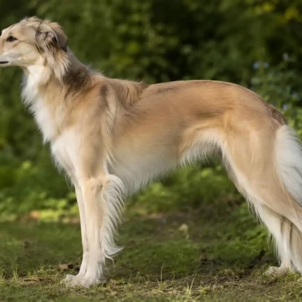 Un lévrier de soie à robe sable et blanche, souvent recherché comme Whippet croisé Barzoï, debout en extérieur.