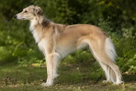 Un lévrier de soie à robe sable et blanche, souvent recherché comme Whippet croisé Barzoï, debout en extérieur.