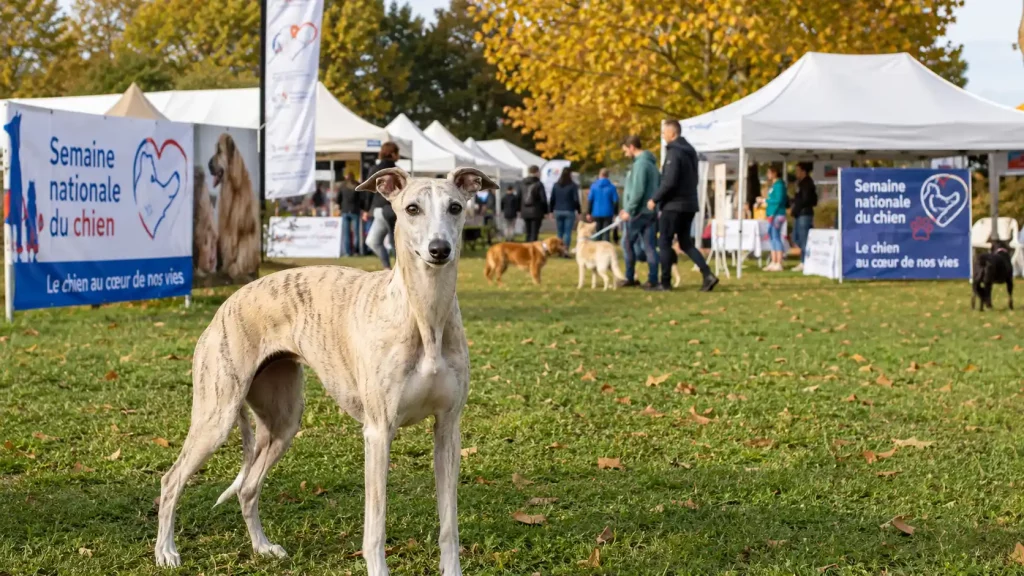 Un Whippet bringé debout devant les stands de la Semaine Nationale du Chien.