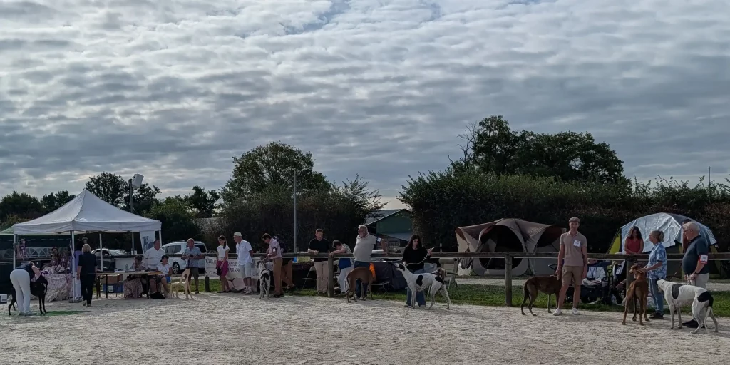Ring de présentation des Greyhounds.