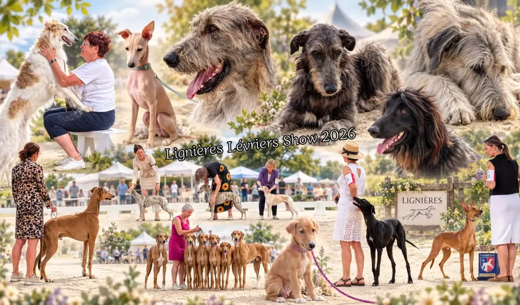 Montage de lévriers et de scènes d'expositions du Lignières Lévriers Show 2026, grand rassemblement annuel.