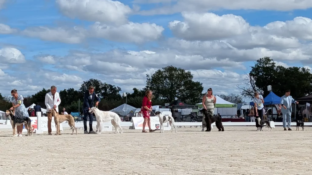Alignement de différentes races de lévriers sur le ring d'honneur 2026.