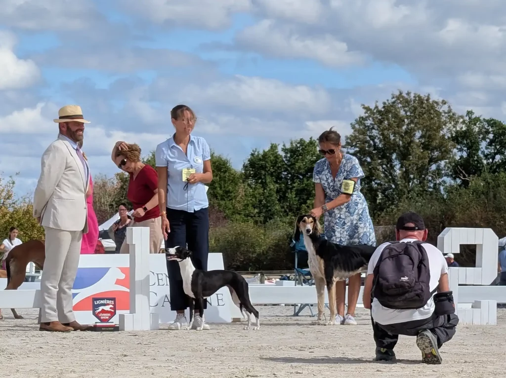 Victoire d'une belle Whippet femelle noir et blanc, juste devant une magnifique Saluki, sur le ring d'honneur 2026.