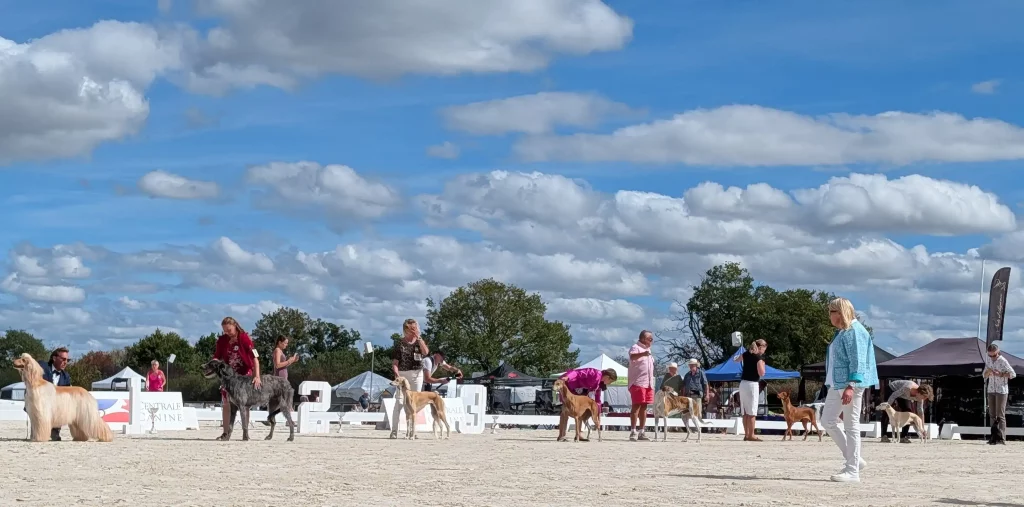 Ring d'honneur de Lignières 2026 : différentes races de lévriers sous l'œil de la juge.