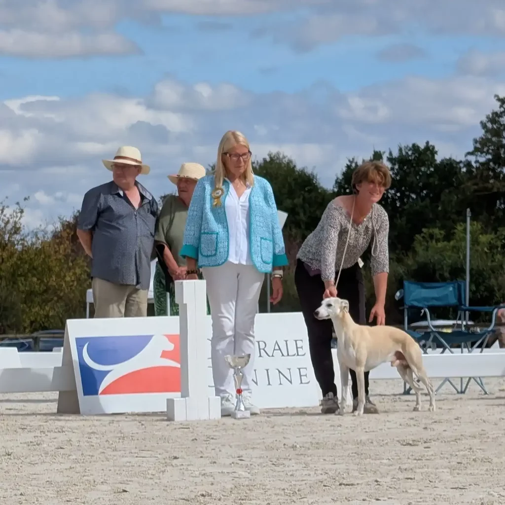 Un beau Whippet mâle qui termine à la 1ère place sur le ring d'honneur 2026.