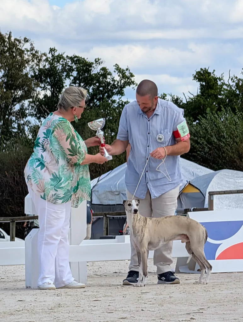 Une coupe et les honneurs pour un Whippet mâle au ring d'honneur de la Celle-Condé 2026.