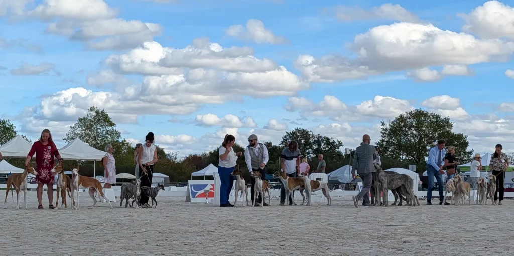 Grand rassemblement de lévriers présenté sur le ring d'honneur de la Celle-Condé 2026.