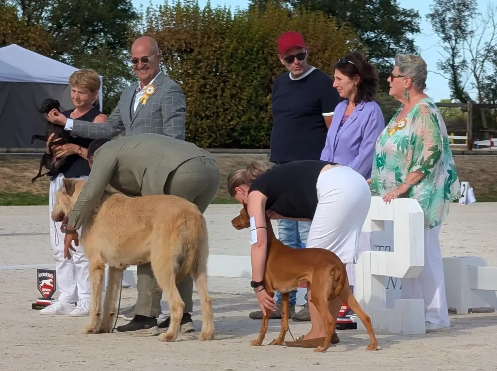 Les 3 grands vainqueurs du ring d'honneur édition 2026 : 1-PLI 2-Irish Wolfhound 3-Chien du Pharaon.