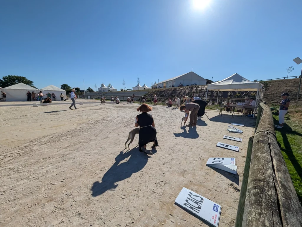 Lignières Lévriers Show 2026 : plusieurs Whippets présentés devant les juges sous un soleil de plomb.