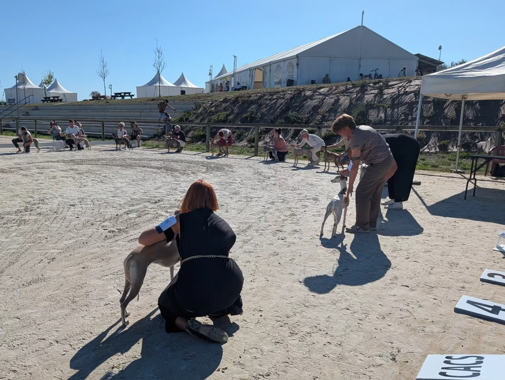 Présentation, sous le soleil, de plusieurs Whippets sur le ring du Lignières Lévriers Show 2026.