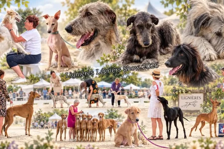 Montage de lévriers et de scènes d'expositions du Lignières Lévriers Show 2026, grand rassemblement annuel.