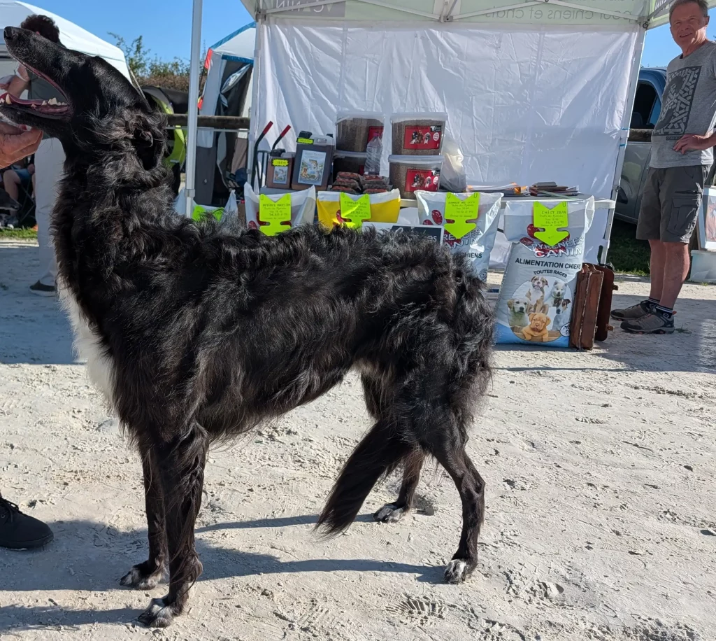 Un beau barzoï qui pose fièrement devant Henri et son stand de croquettes.
