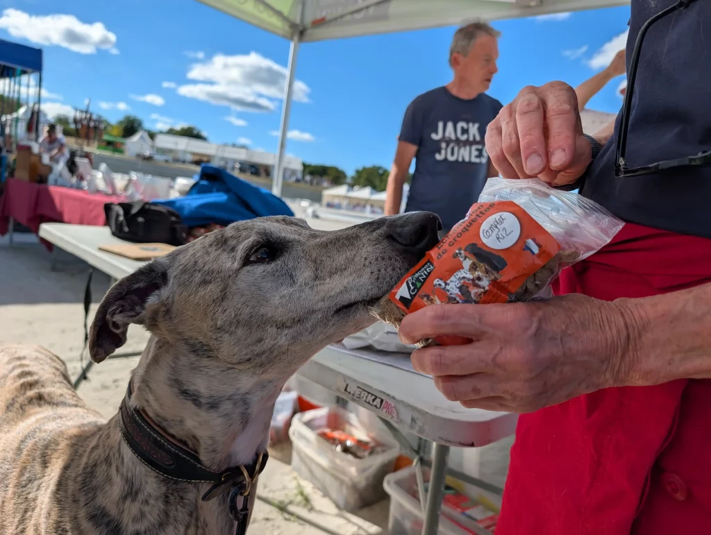 Un joli Whippet bringé qui ne résiste pas aux croquettes d'Henri, le fabricant de croquettes françaises.