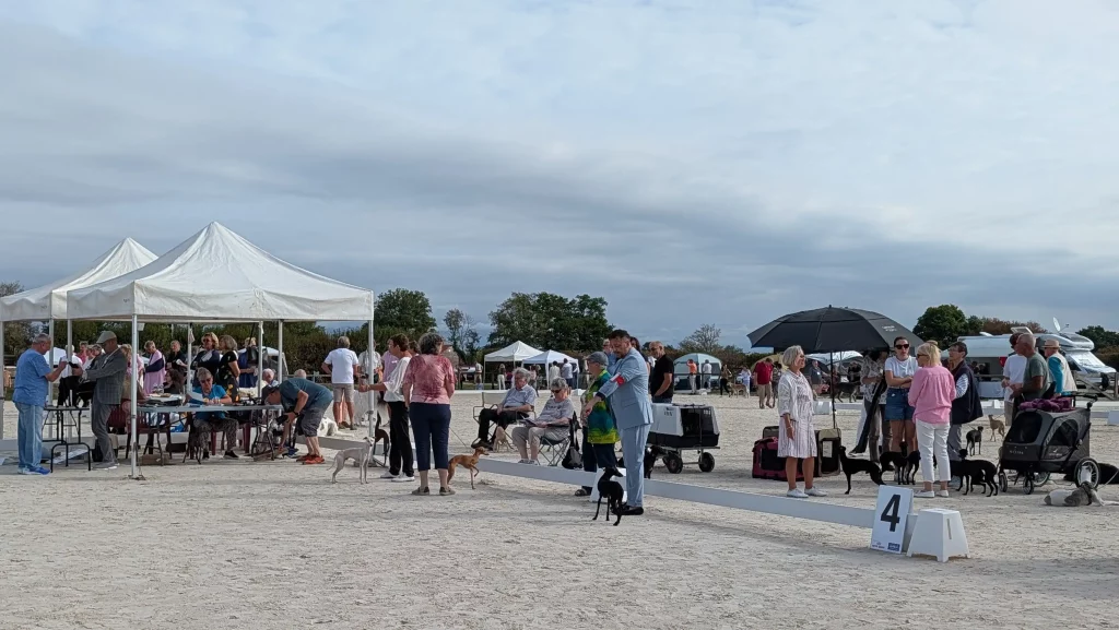 Foule autour du ring des Petits Lévriers Italiens au Lignières Lévriers Show 2026.