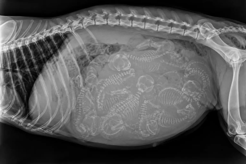 Une radiographie de profil d'une chienne gestante montrant les squelettes de plusieurs chiots dans son abdomen.
