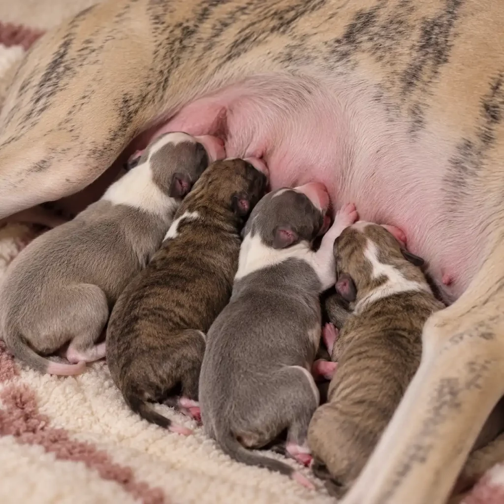 Quatre chiots Whippets nouveau-nés, gris et bringés, allaités par leur mÚre dans les premiers jours de leur vie.